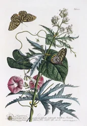 Abutilon und Convolvulus, um 1748